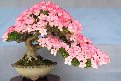 Leroy merlin bonsai