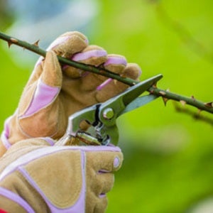 kwiecień - przycinanie roślin kwitnących wczesną wiosną